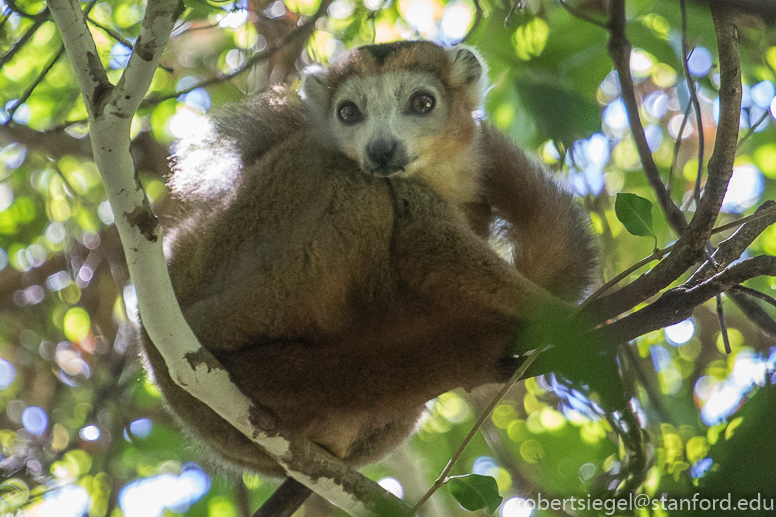 brown lemur